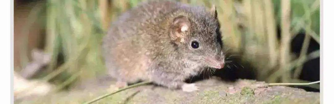 爱游戏APP-自然界交尾时间最长的动物是哪个？人类为什么不能像它们一样？