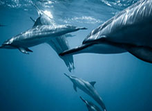 爱游戏APP-科曼突变433，不是说无人逼宫变阵为何变？